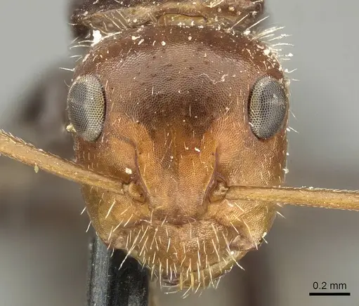 Camponotus lindigi specimen CASENT0915795 image casent0915795_2