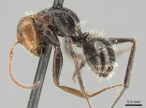 Camponotus lindigi specimen CASENT0915795 image casent0915795_3