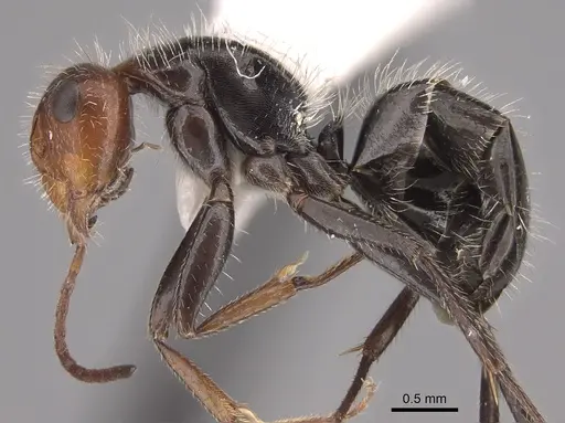 Camponotus lindigi specimen CASENT0923536 image casent0923536_1