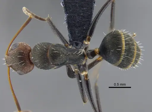 Camponotus lindigi specimen CBUMAGENT41782 image cbumagent41782_1