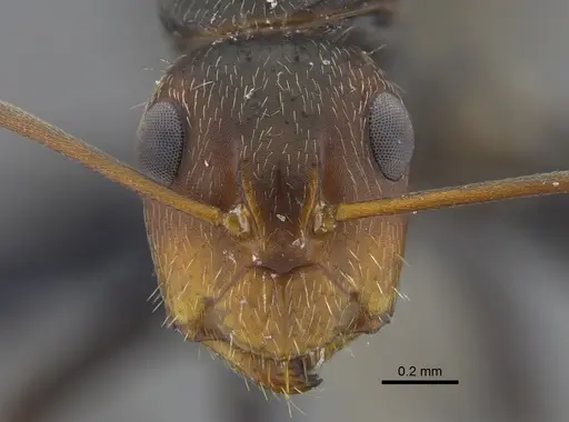 Camponotus lindigi specimen CBUMAGENT41782 image cbumagent41782_2