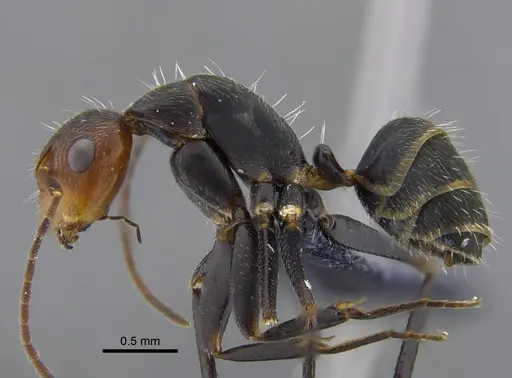 Camponotus lindigi specimen CBUMAGENT41782 image cbumagent41782_3