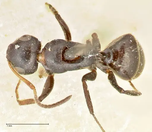 Camponotus lindigi specimen FOCOL2459 image focol2459_1