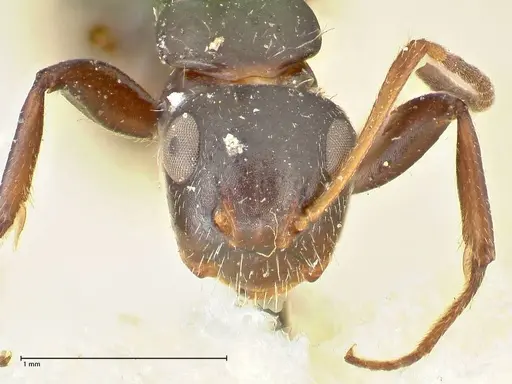 Camponotus lindigi specimen FOCOL2459 image focol2459_2