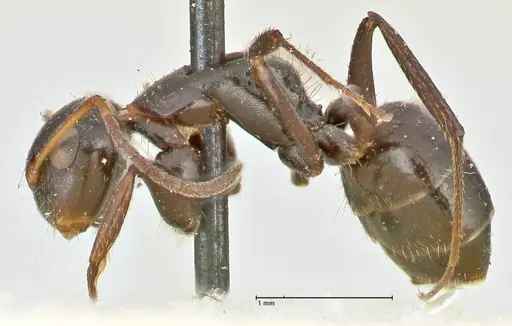 Camponotus lindigi specimen FOCOL2459 image focol2459_3