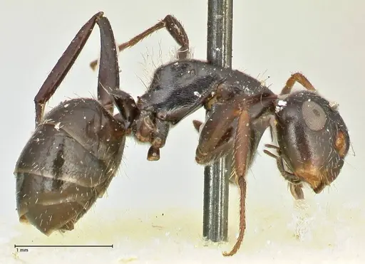 Camponotus lindigi specimen FOCOL2459 image focol2459_4