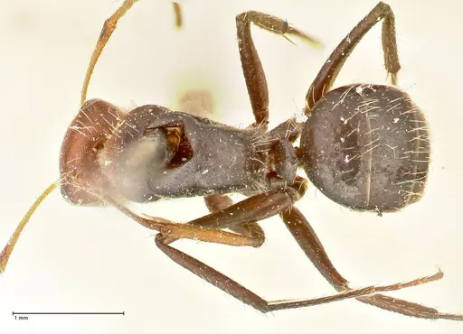 Camponotus lindigi specimen FOCOL2460 image focol2460_1