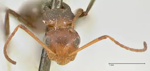 Camponotus lindigi specimen FOCOL2460 image focol2460_2
