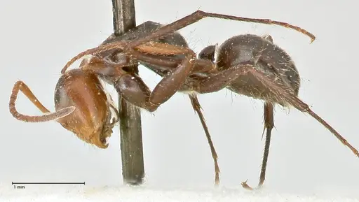 Camponotus lindigi specimen FOCOL2460 image focol2460_3
