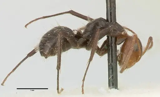 Camponotus lindigi specimen FOCOL2460 image focol2460_4