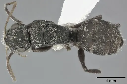 Camponotus linnaei specimen CASENT0246645 image casent0246645_1