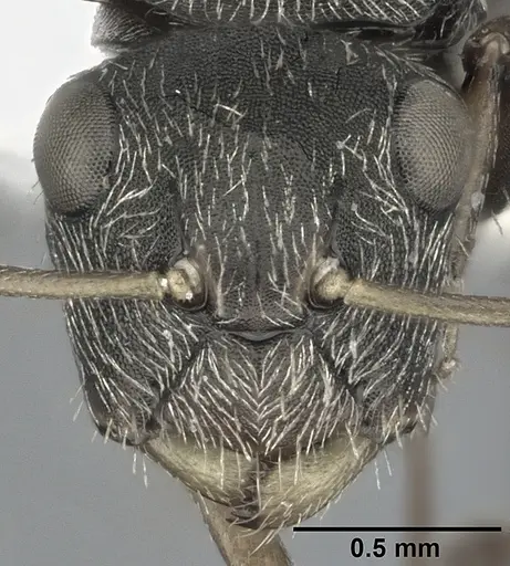 Camponotus linnaei specimen CASENT0246645 image casent0246645_2