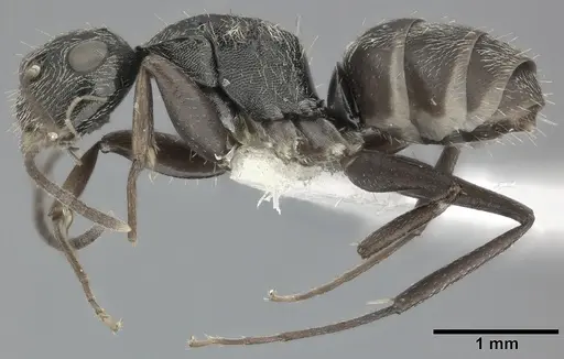 Camponotus linnaei specimen CASENT0246645 image casent0246645_3