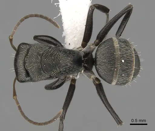 Camponotus linnaei specimen CASENT0280085 image casent0280085_1