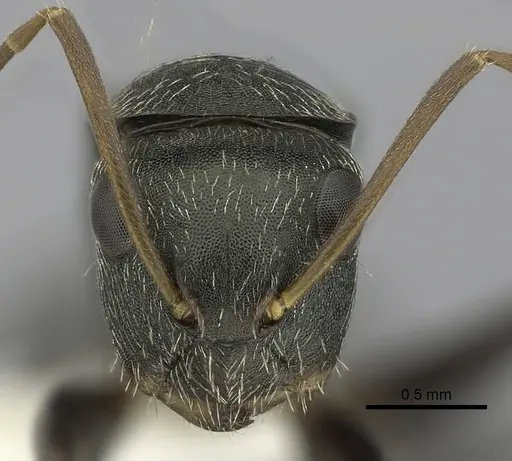 Camponotus linnaei specimen CASENT0280085 image casent0280085_2