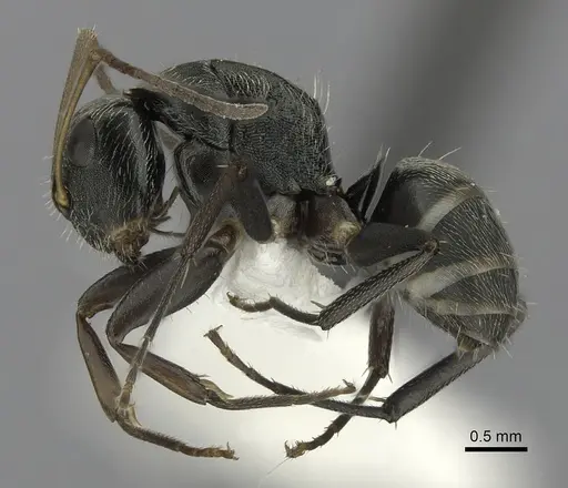 Camponotus linnaei specimen CASENT0280085 image casent0280085_3