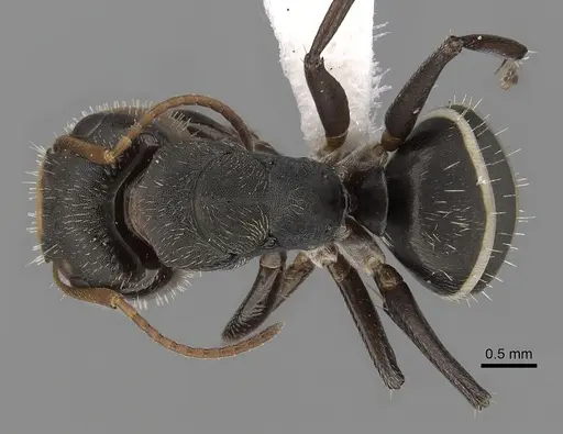 Camponotus linnaei specimen CASENT0280086 image casent0280086_1