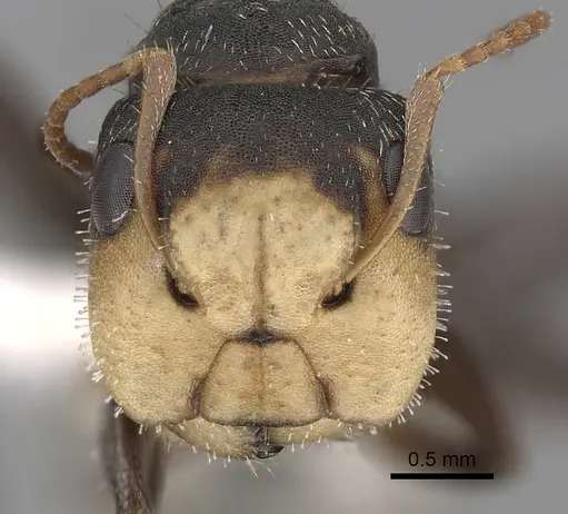 Camponotus linnaei specimen CASENT0280086 image casent0280086_2