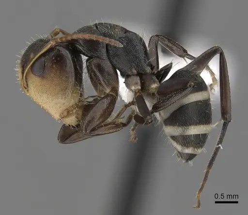 Camponotus linnaei specimen CASENT0280086 image casent0280086_3