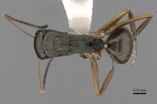 Camponotus linnaei specimen CASENT0280089 image casent0280089_1