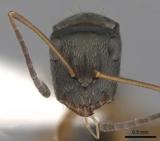 Camponotus linnaei specimen CASENT0280089 image casent0280089_2