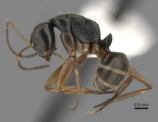 Camponotus linnaei specimen CASENT0280089 image casent0280089_3