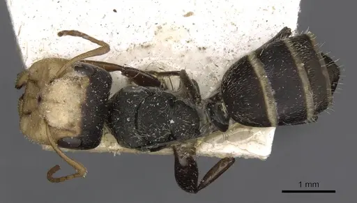 Camponotus linnaei specimen CASENT0910673 image casent0910673_1