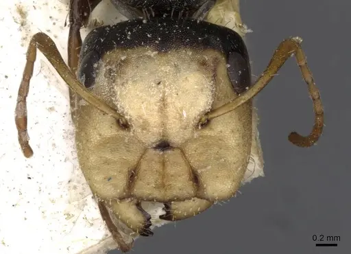 Camponotus linnaei specimen CASENT0910673 image casent0910673_2