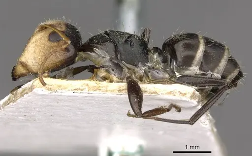 Camponotus linnaei specimen CASENT0910673 image casent0910673_3