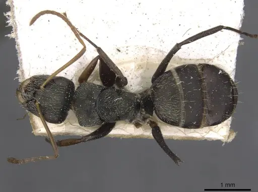 Camponotus linnaei specimen CASENT0910674 image casent0910674_1