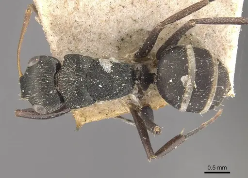 Camponotus linnaei specimen CASENT0910746 image casent0910746_1
