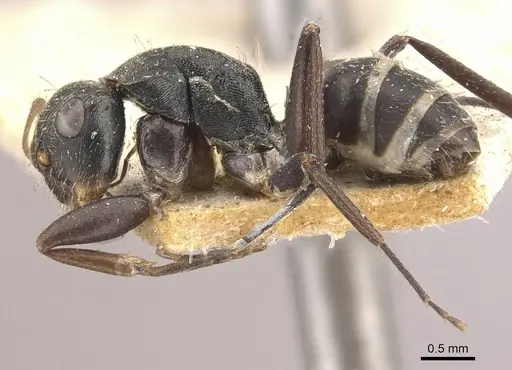 Camponotus linnaei specimen CASENT0910746 image casent0910746_3