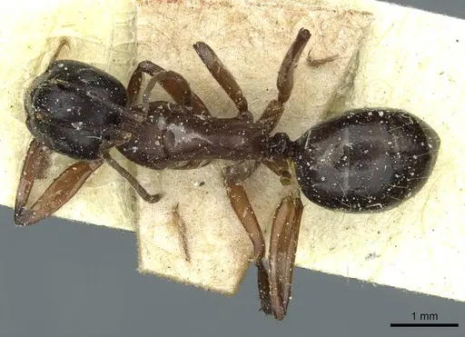 Camponotus linnaei specimen CASENT0911965 image casent0911965_1
