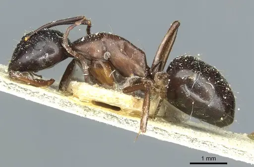 Camponotus linnaei specimen CASENT0911965 image casent0911965_3