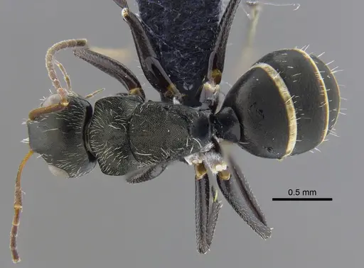 Camponotus linnaei specimen CBUMAGENT41783 image cbumagent41783_1