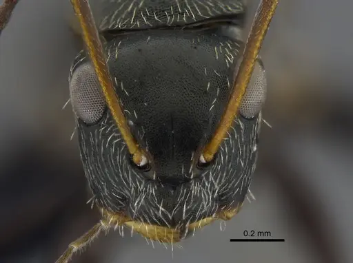 Camponotus linnaei specimen CBUMAGENT41783 image cbumagent41783_2