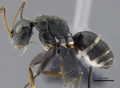 Camponotus linnaei specimen CBUMAGENT41783 image cbumagent41783_3