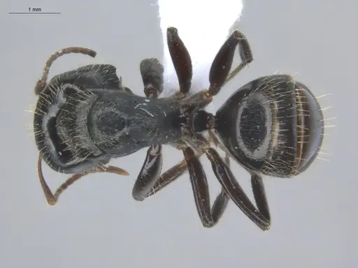 Camponotus linnaei specimen ECOFOG-IT14-0801-33-S image ecofog-it14-0801-33-s_1
