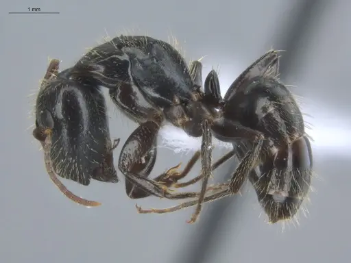 Camponotus linnaei specimen ECOFOG-IT14-0801-33-S image ecofog-it14-0801-33-s_3