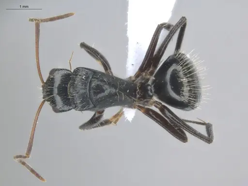 Camponotus linnaei specimen ECOFOG-IT14-0801-33 image ecofog-it14-0801-33_1