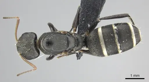 Camponotus linnaei specimen INBIOCRI001236183 image inbiocri001236183_1