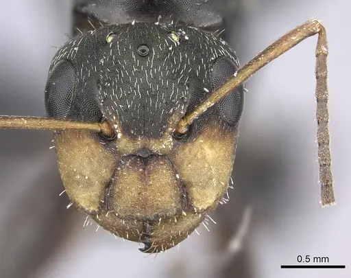 Camponotus linnaei specimen INBIOCRI001236183 image inbiocri001236183_2