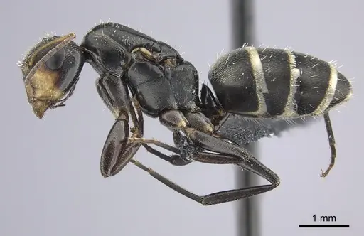 Camponotus linnaei specimen INBIOCRI001236183 image inbiocri001236183_3
