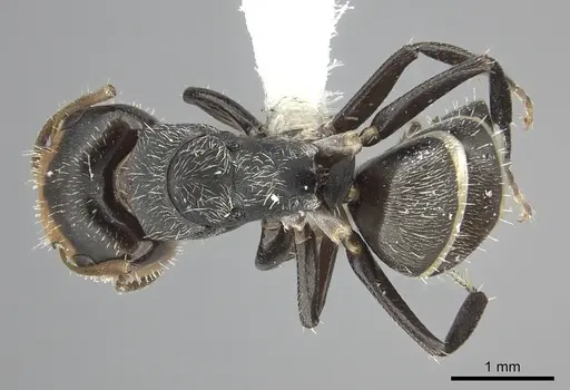 Camponotus linnaei specimen INBIOCRI001280105 image inbiocri001280105_1