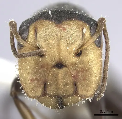 Camponotus linnaei specimen INBIOCRI001280105 image inbiocri001280105_2