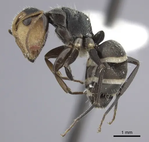 Camponotus linnaei specimen INBIOCRI001280105 image inbiocri001280105_3