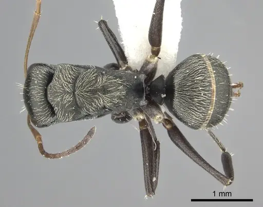 Camponotus linnaei specimen INBIOCRI002280987 image inbiocri002280987_1