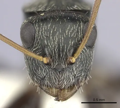 Camponotus linnaei specimen INBIOCRI002280987 image inbiocri002280987_2