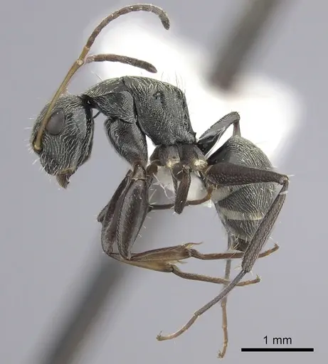 Camponotus linnaei specimen INBIOCRI002280987 image inbiocri002280987_3