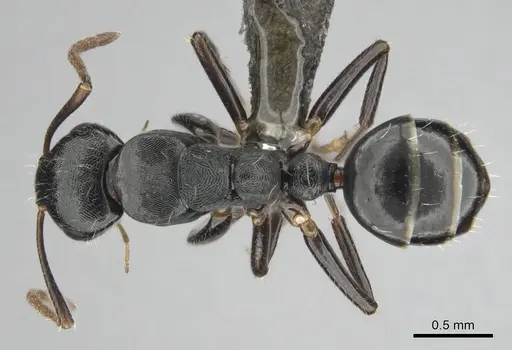 Camponotus liogaster specimen CASENT0251862 image casent0251862_1
